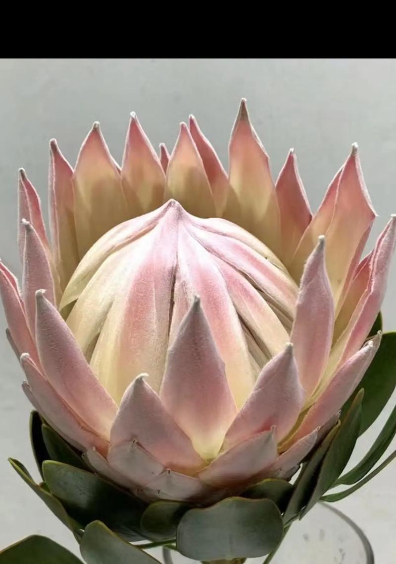 提瓦特的花语具体指的是什么？