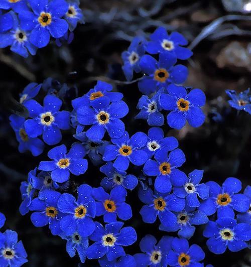 蓝色绣球花语背叛的背后含义是什么？