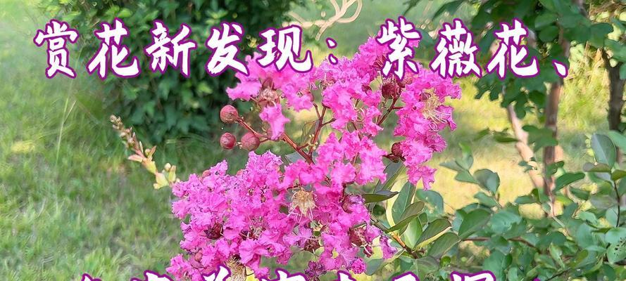 紫薇花象征独立的深层含义与它的花语解读