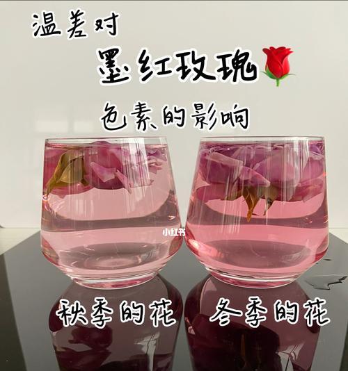 精选墨红玫瑰的花语是什么？它有何特别之处？