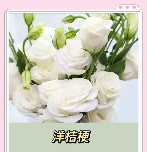 洋桔梗与郁金香的花语及寓意深度解读