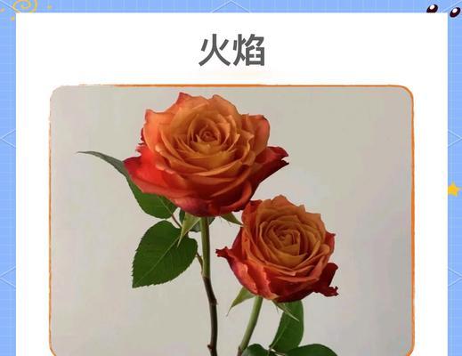 火焰象征的花语是什么？