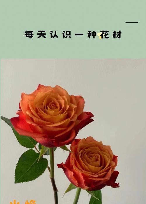 火焰象征的花语是什么？
