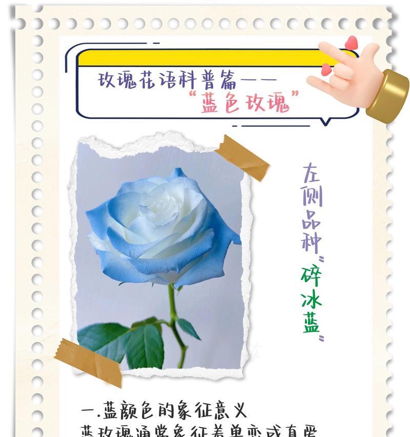 纯色玫瑰的花语是什么？它们象征着什么？