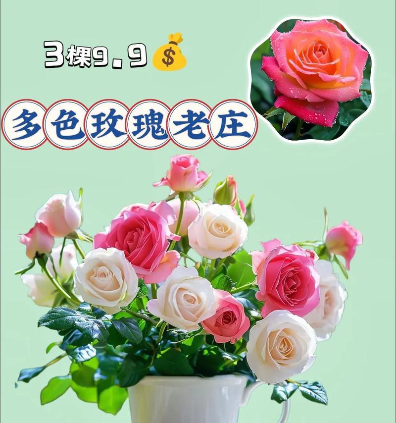 纯色玫瑰的花语是什么？它们象征着什么？