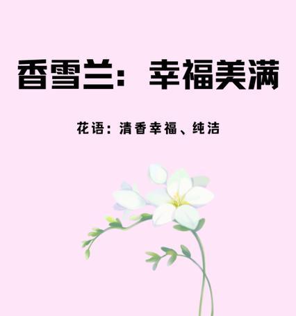 蜜月香雪兰的花语有何寓意？