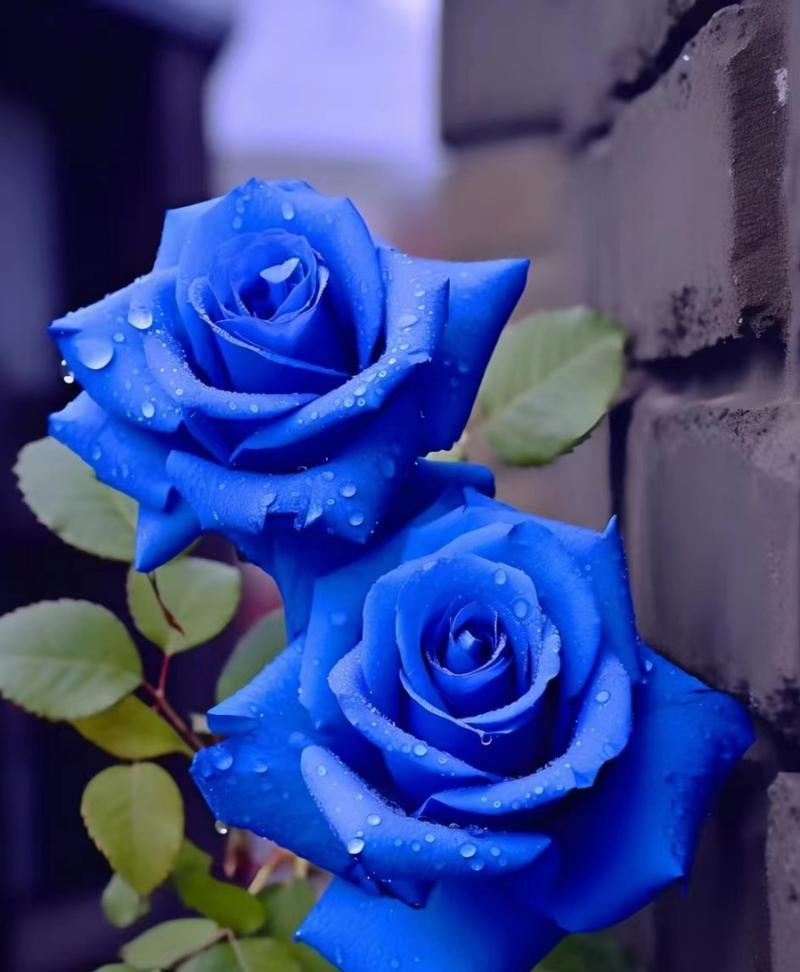 玫瑰花搭配哪种花寓意最佳？