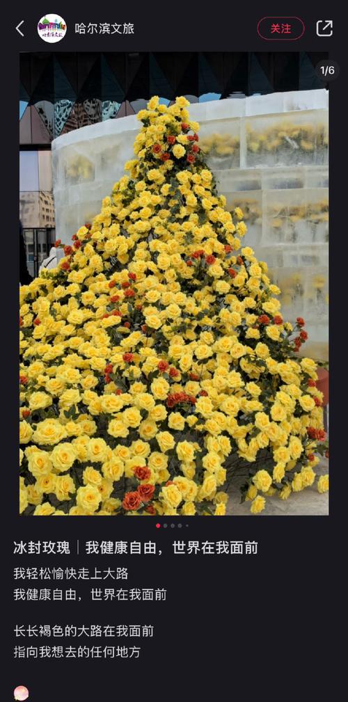 粉丝送玫瑰给刘筱亭有何深意？花语中隐藏了什么？