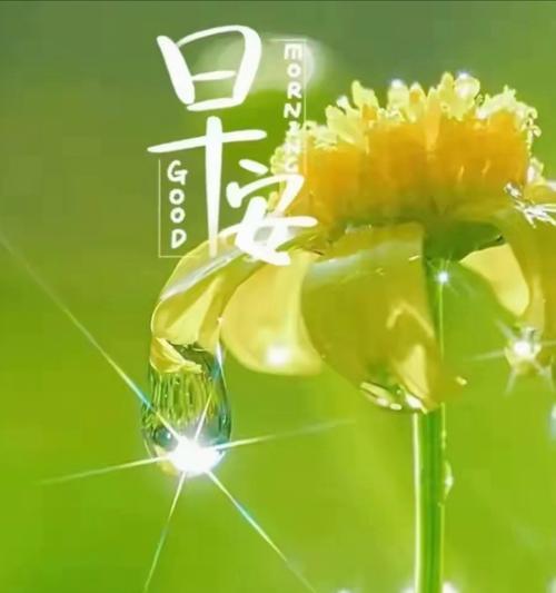 灿烂时光的花语代表了什么？