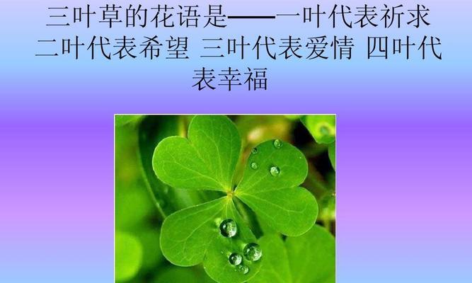 灿烂时光的花语代表了什么？