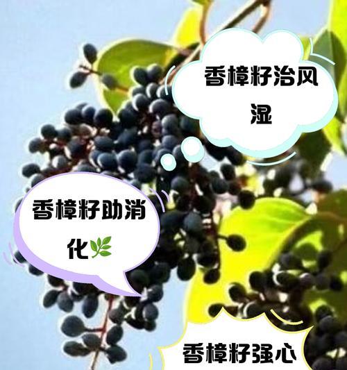油松与樟子松的花语及特性差异解读