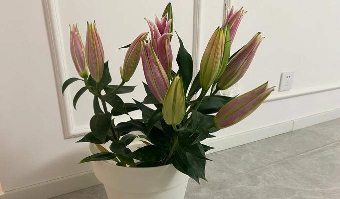 香水百合的花语及其象征意义是什么？
