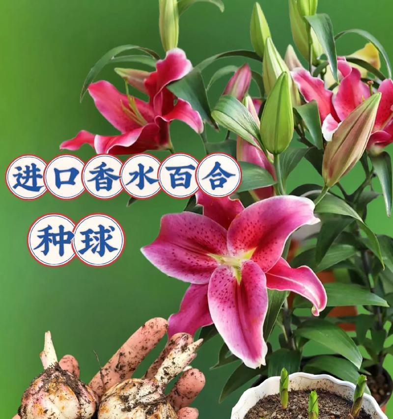 香水百合的花语及其象征意义是什么？