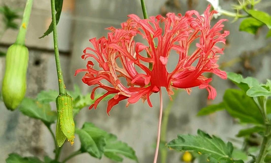 【标题】揭秘吊灯扶桑的花语：扶桑花的特殊含义全解析