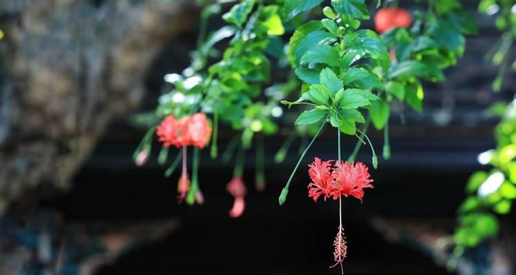 【标题】揭秘吊灯扶桑的花语：扶桑花的特殊含义全解析