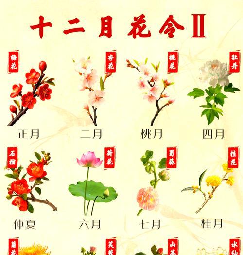 恋爱故事中的花语代表什么？