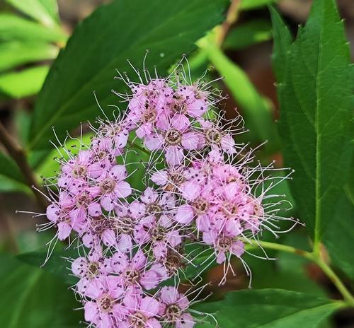 温柔冷淡的花语：含蓄中的深意解读