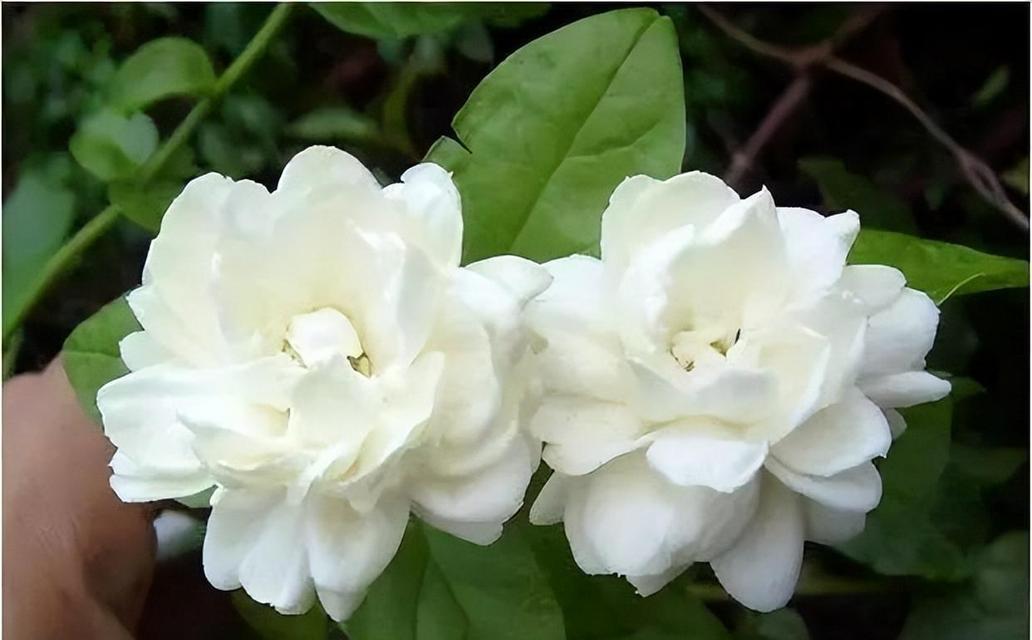 哪些花适合自养？这些花的花语又是什么？