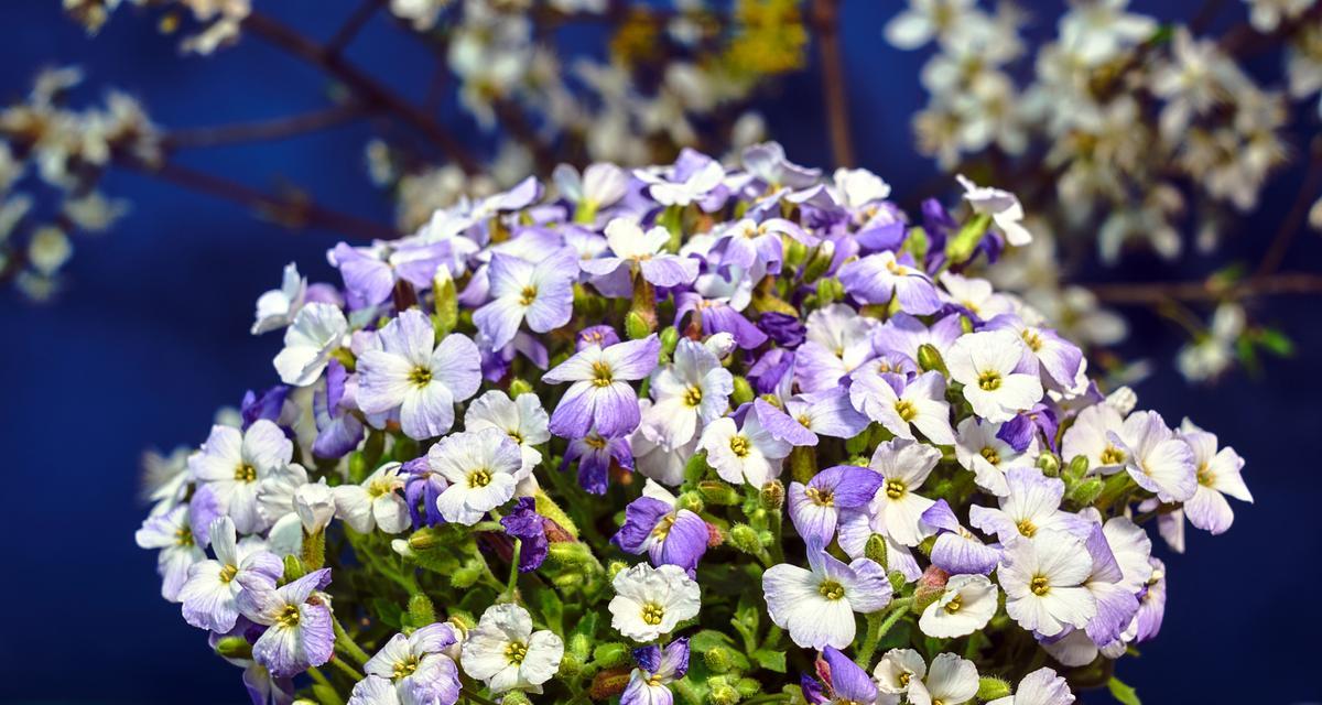 哪些花适合自养？这些花的花语又是什么？