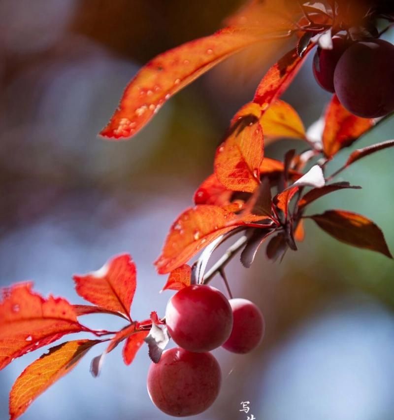 紫叶李子花的花语有哪些含义？