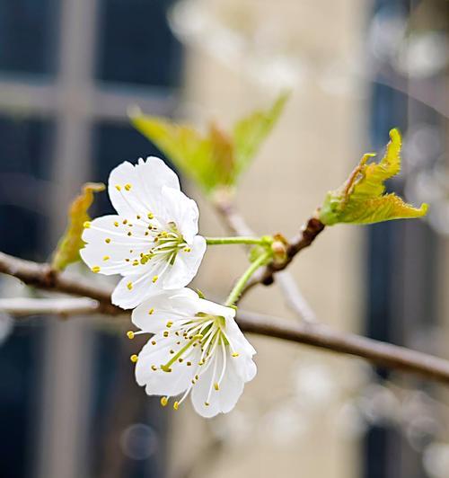 紫叶李子花的花语有哪些含义？