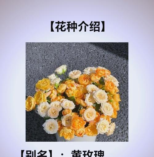 小玫瑰花语的深层含义：揭秘其代表的丰富情感