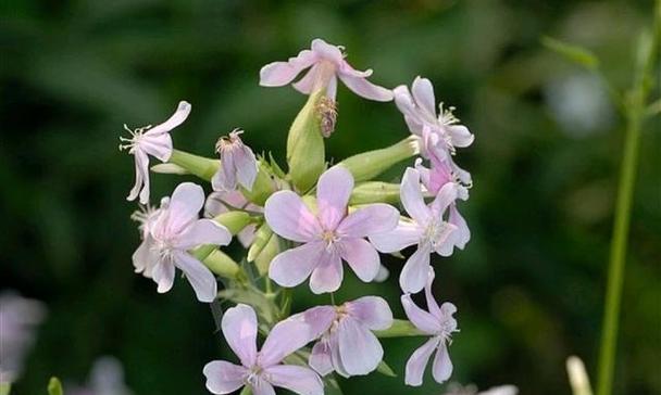 【标题】香皂花的花语全解析：浪漫、纯净与温馨的象征