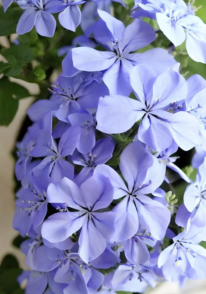 哪种花的花语最晦涩？如何表达爱意？