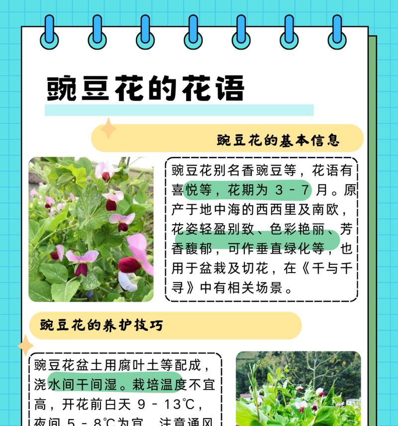 可爱快乐的花语有哪些？