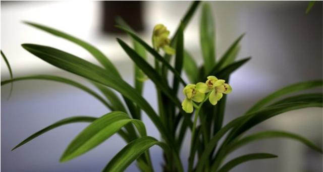兰花的花语寓意：探索兰花象征的神秘世界