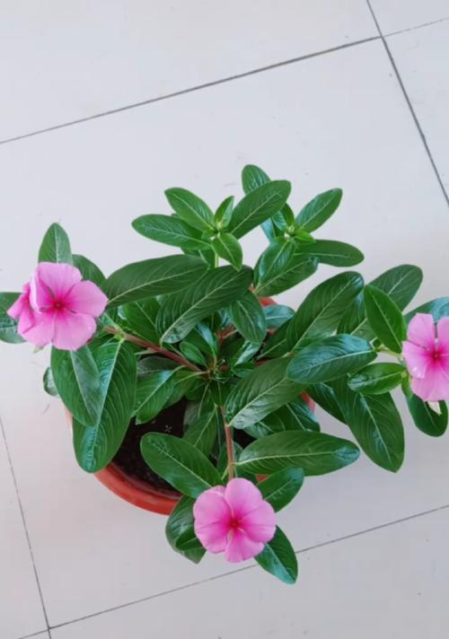 四季春花茶的花语与寓意深度解析
