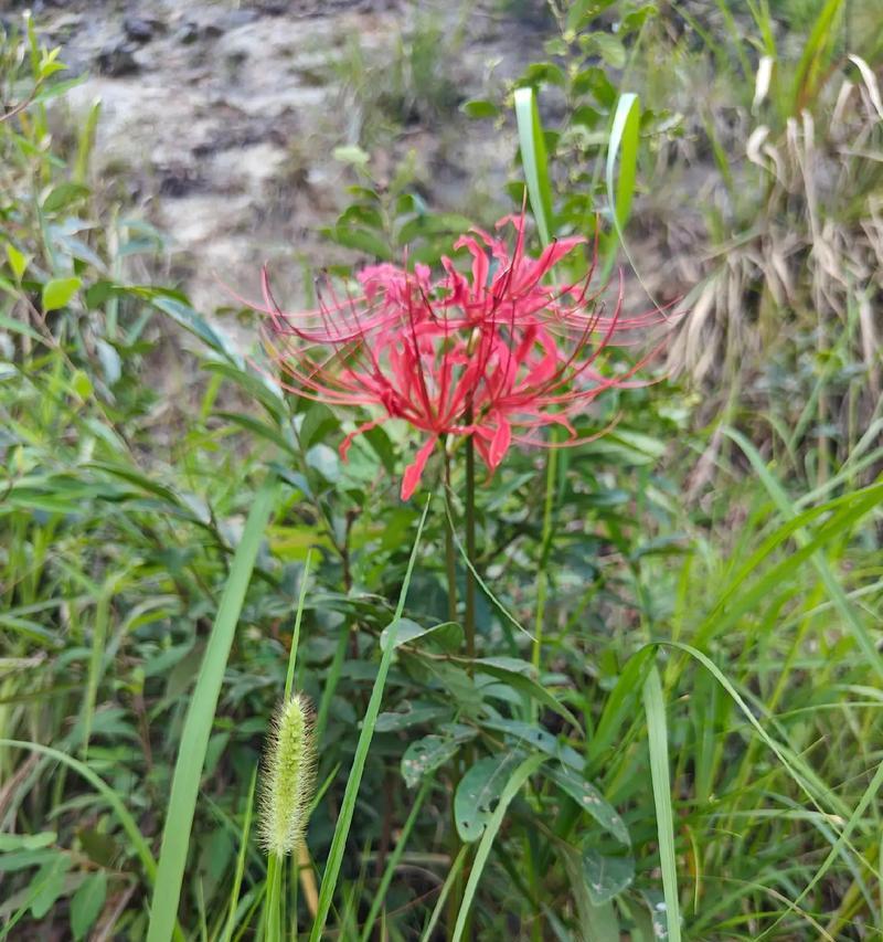 彻底分手时应该选择哪种花？其花语代表了什么？
