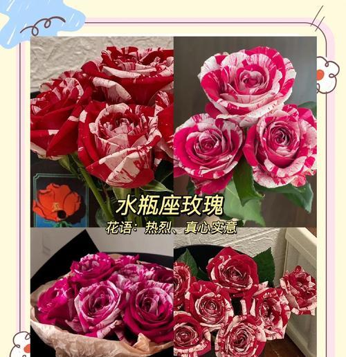 双鱼座的花语有哪些？