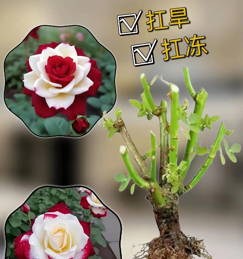 玫瑰花在佛罗伦萨的寓意：艺术与爱情之城的芬芳符号