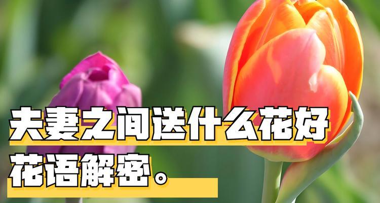 无人接的玫瑰花语有何深意？它在爱情中象征着什么？