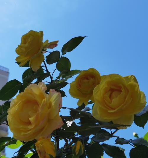 蓝黄玫瑰的花语有何含义？