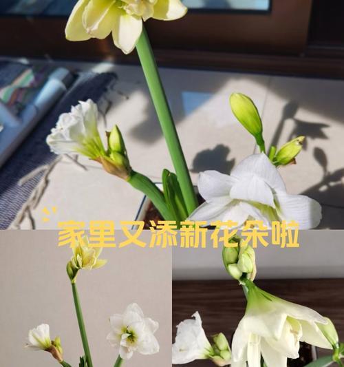 兰花的花语有哪些？兰花花语代表什么含义？
