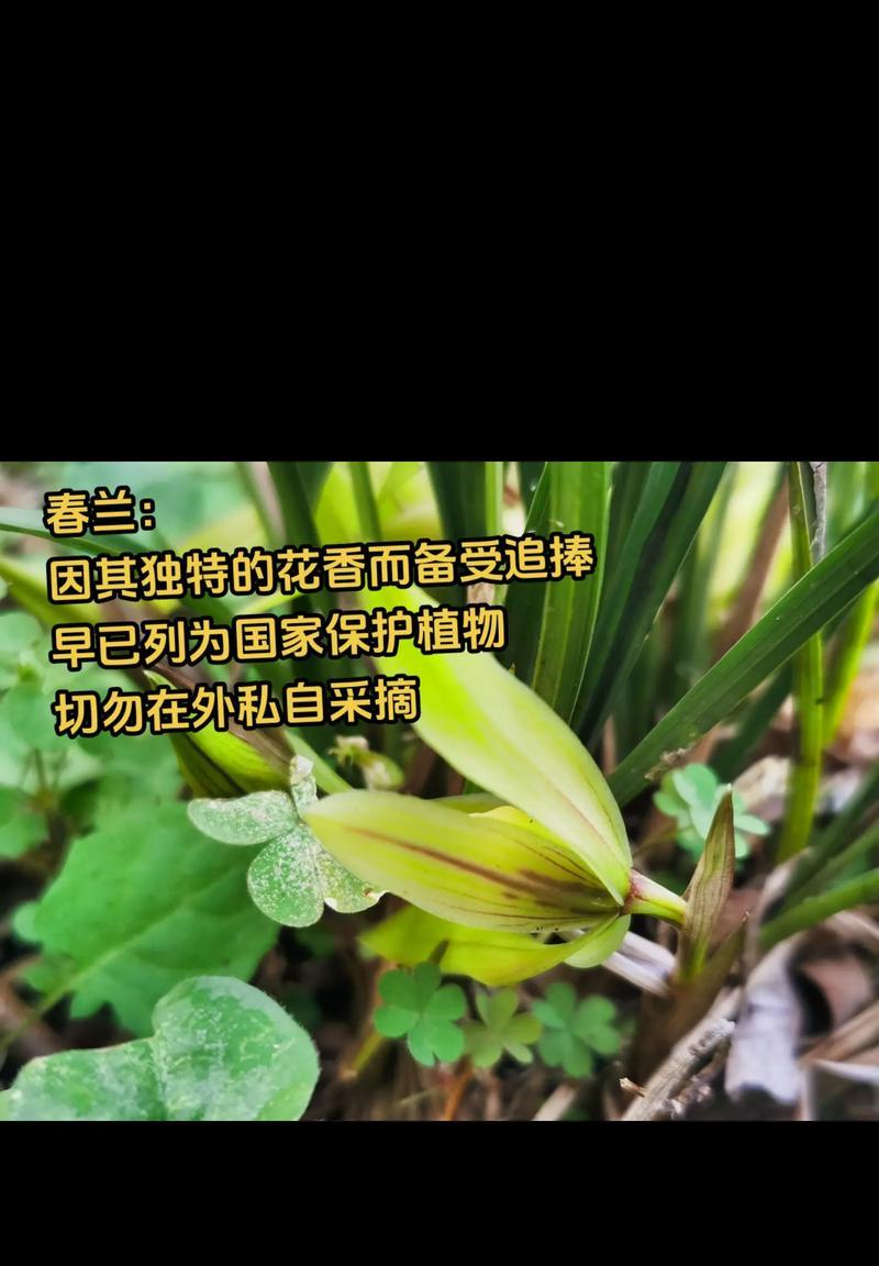兰花的花语有哪些？兰花花语代表什么含义？
