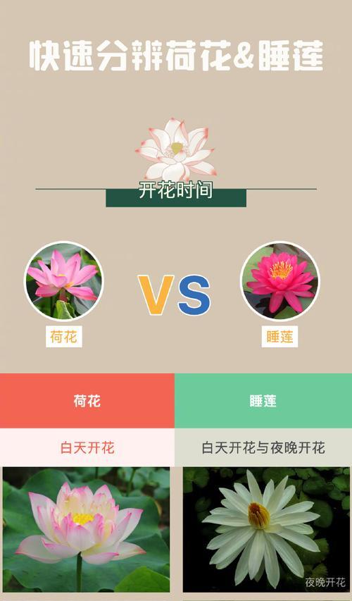 荷花的花语有哪些特别的含义？