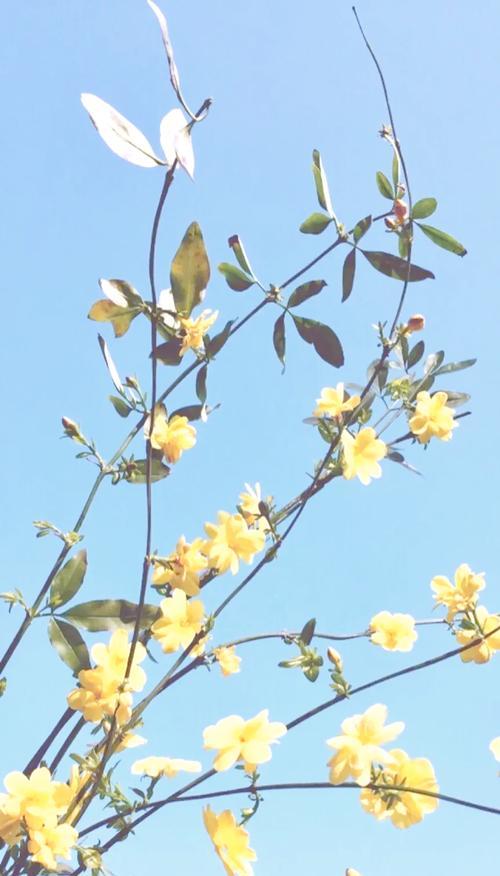 1月31日出生的人花语代表什么？探索生辰与花卉的神秘关联