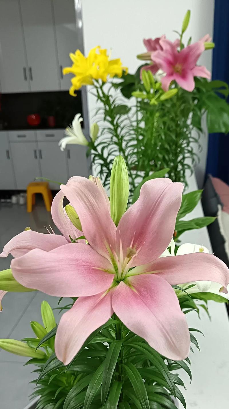 1月31日出生的人花语代表什么？探索生辰与花卉的神秘关联