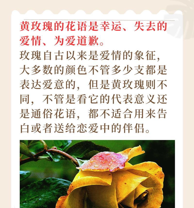 风雅玫瑰的花语有哪些特别之处？