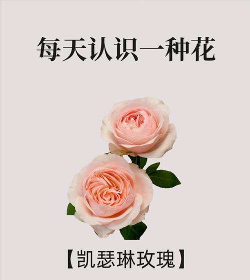 风雅玫瑰的花语有哪些特别之处？