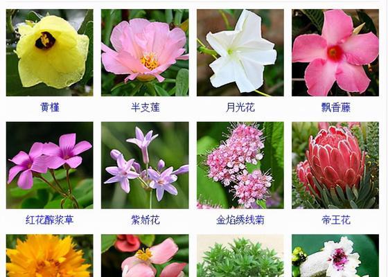 哪种花语最能代表逗比特质？