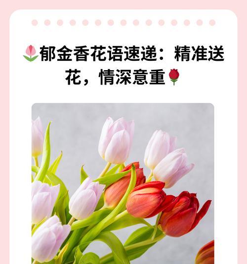 郁金香的温柔花语有何深意？