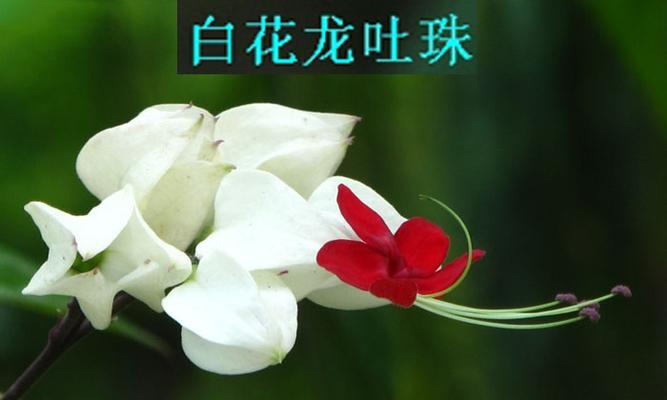 水龙吐珠花束的花语：爱与美的象征