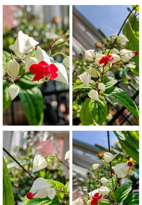 水龙吐珠花束的花语：爱与美的象征