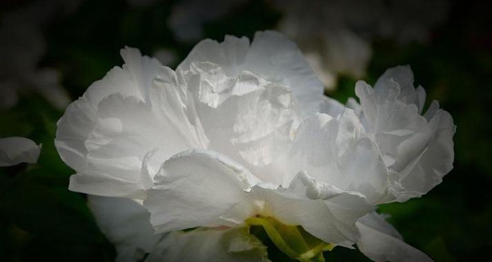武则天台词中的花语有何深意？如何理解这些花语？