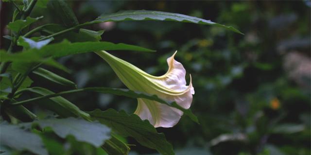 武则天台词中的花语有何深意？如何理解这些花语？