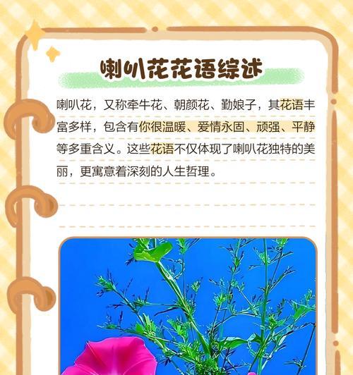 牵牛花作为本命花意味着什么？花语有哪些？